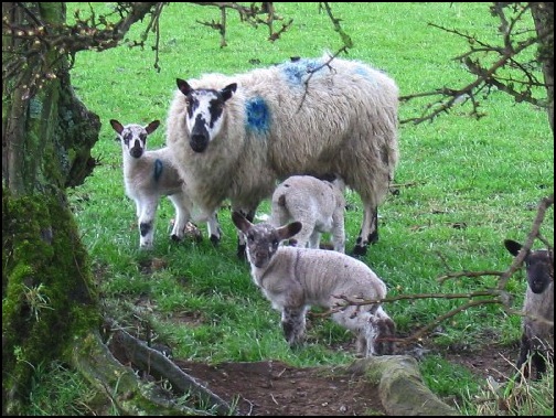 A Larry picture of some of the sheep near Rushock Hill.
