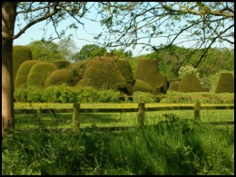 The view of the famous Yew Trees at Packwood House .