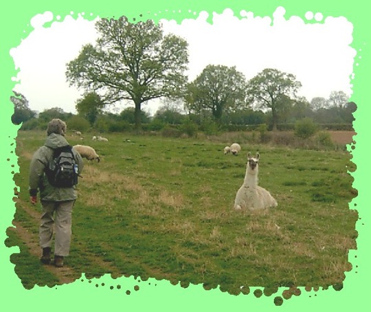 Between Kenilworth Castle and Rouncil Lane this Llama, or is it an Alpaca, was spotted in a field with a number of sheep.