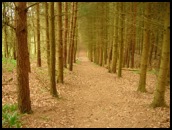 The path through the woodland.  This photograph was taken earlier in the year .