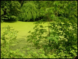 This is the pond.  Note the abundance of green weed on top which makes it look like grass rather than water .