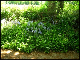Bluebells in the hedgerow near Malt House Farm . 