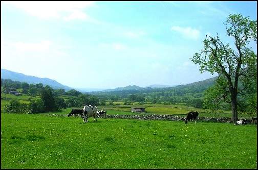 Cows and the view eastwards along Dentdale.