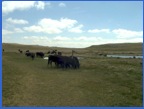 Cows, near the Pennine Way, north west of Broad Scars .
