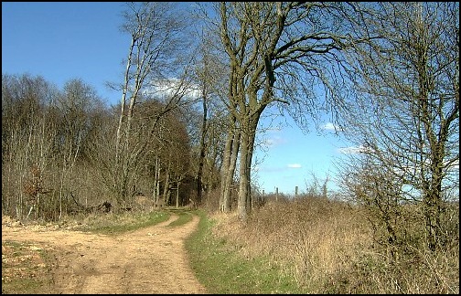 The start of Chatcombe Wood.