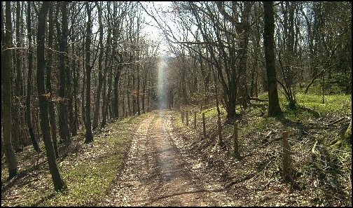 A ray of sunlight on our path through Wistley Grove.